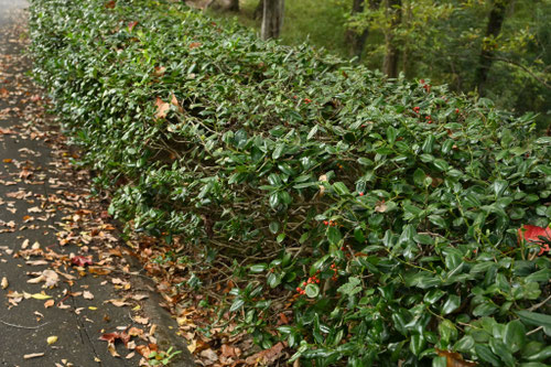 シナヒイラギの木,しなひいらぎ,樹木,垣根