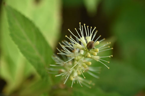 花は小花の集り