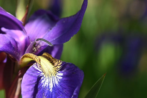 Japanese Iris