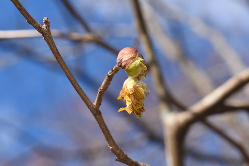 Spike winter hazel,flower