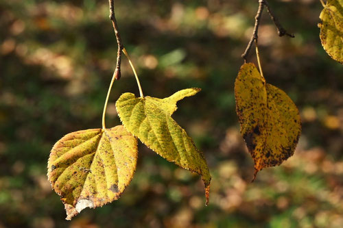 しなのき,紅葉,シナノキ