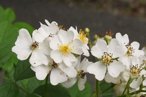 ノイバラ,野荊の花,のいばら