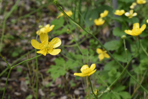 うまのあしがた,草花,キンポウゲ