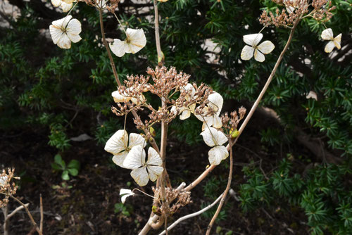 紫陽花は草なのか木なのか,ガクアジサイ,がくあじさい