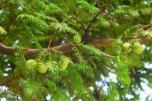 Torreya,fruits