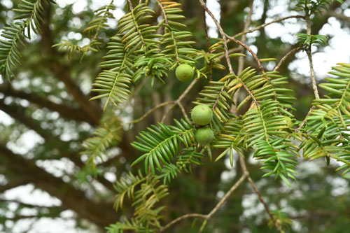 かやの木,Torreya,fruits