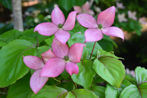 ヤマボウシ,花の色,やまぼうし,山法師