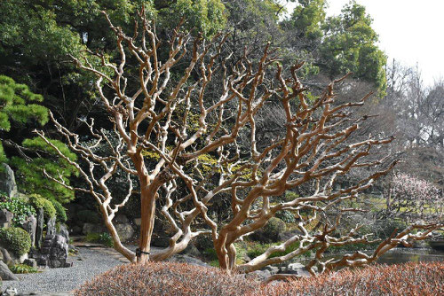 Crape myrtle