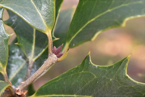 柊,ひいらぎ,節分,鬼門に使う葉っぱの種類,ヒイラギ