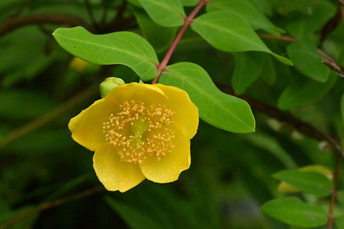 ７月に咲く黄色い花