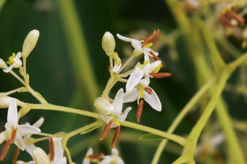 シマトネリコ,雄花,雌花