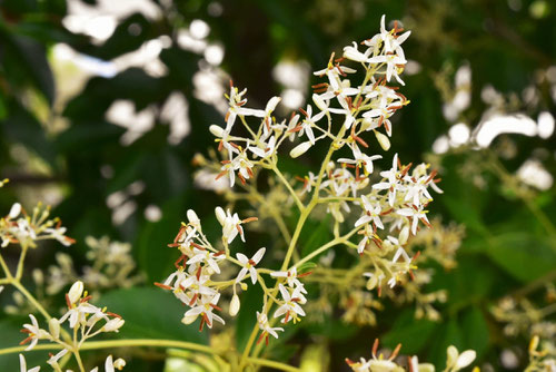 シマトネリコ 庭木図鑑 植木ペディア シマトネリコ 庭木図鑑 植木ペディア