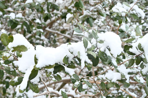 フェイジョアの木,ふぇいじょあ,雪