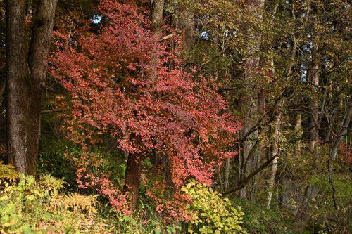 ドウダンツツジ,紅葉,特徴
