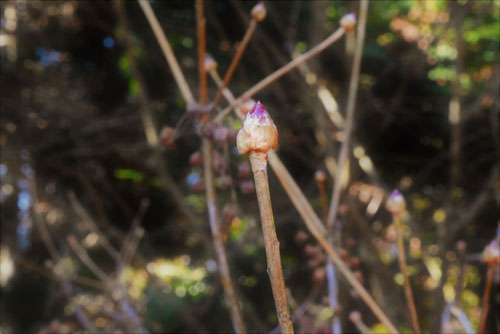 さらさどうだん 冬芽