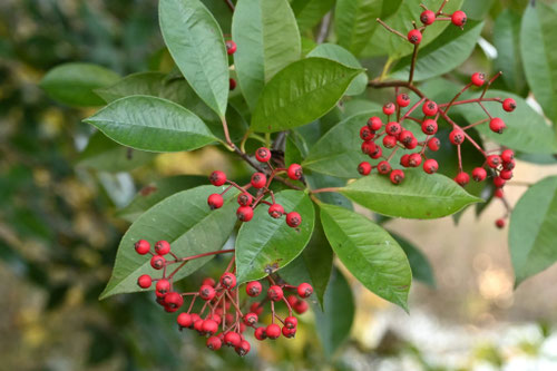 赤い実がなる木 - 庭木図鑑 植木ペディア