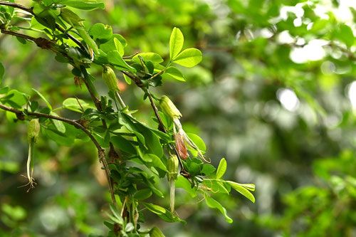 むれすずめ,ムレスズメ,植物