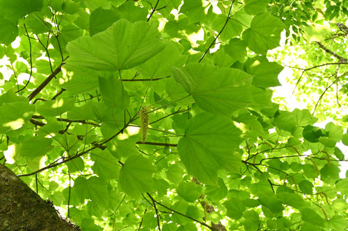 鉄楓,樹木,てつかえで