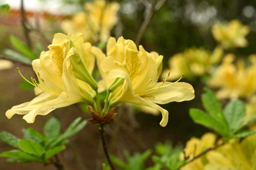 花の色