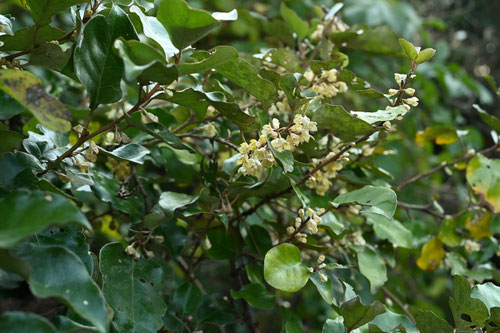 おおばぐみ,まるばぐみ,植物