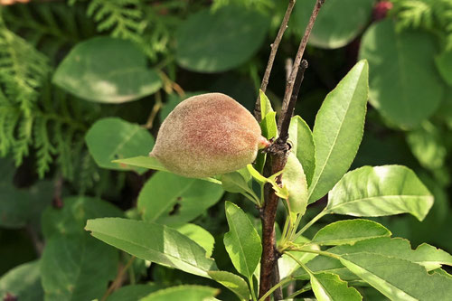 almond fruits