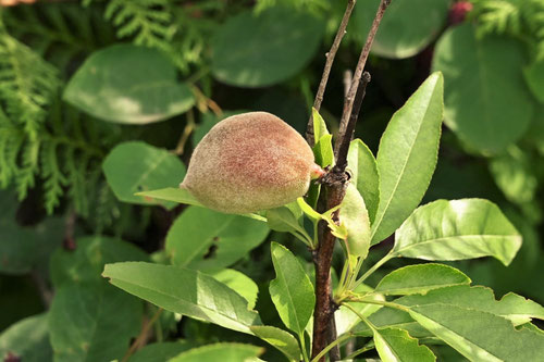 アーモンドの木の花,almond fruits