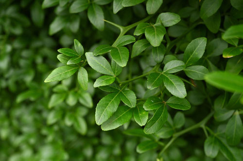 枳殻の木,からたち,植物