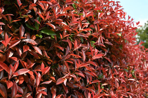 垣根向けの常緑樹