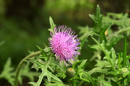 アザミの花,特徴