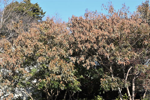 シマトネリコ,しまとねりこ,shimatoneriko