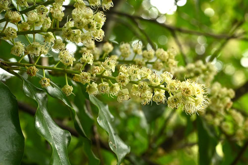 ひいらぎがし,開花