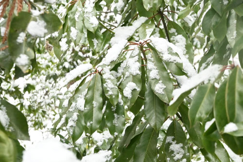 ユズリハ,ゆずりは,杠の木,楪,雪,交譲木