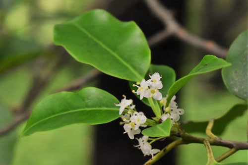 そよご,Longstalk Holly,flower