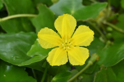 アサザ,花の画像,あさざ,植物