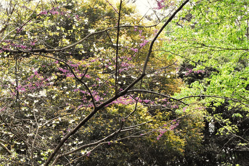 あめりかはなずおう,開花時期