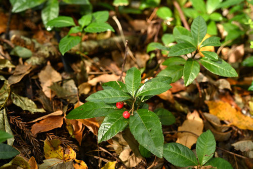 日陰に耐える樹木