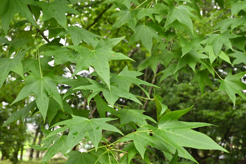 モミジバフウ（紅葉葉楓） - 庭木図鑑 植木ペディア