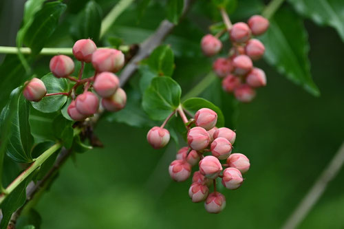 いちろうべいごろし,植物,ドクウツギ