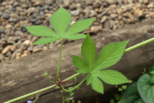 チクチクする蔓みたいな雑草,かなむぐら
