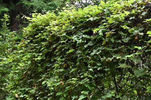 Japanese wild grapevine 