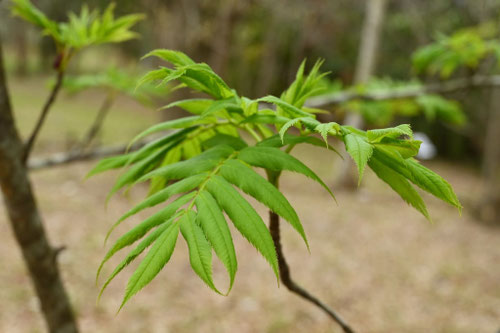 ナナカマド,Japanese Rowan,leaf
