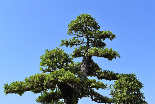 ウバメガシ,盆栽,備長炭の木,うばめがし