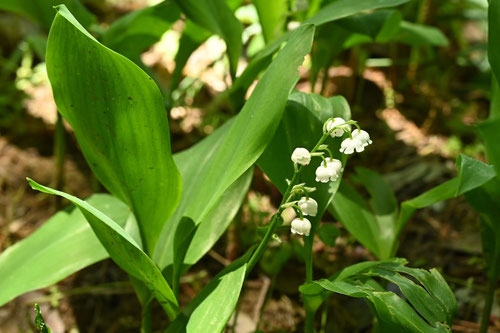 スズラン すずらん 鈴蘭 庭木図鑑 植木ペディア