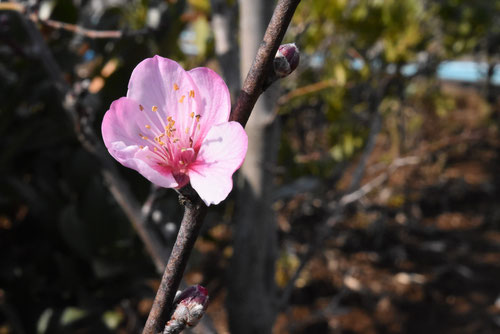 アーモンドの木の花