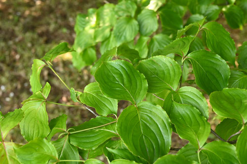 Japanese flowering dogwood,leaf