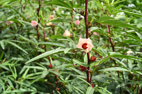 ワタの花,綿花