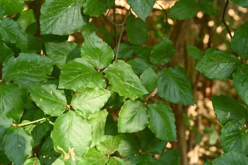 雄躑躅,植物