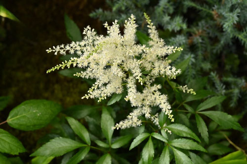 泡盛ショウマ.アワモリショウマ