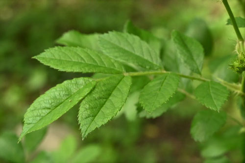 ノイバラ,野茨,葉っぱ,のいばら,野薔薇