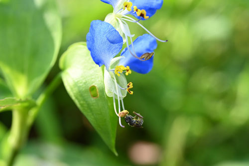 ツユクサの花